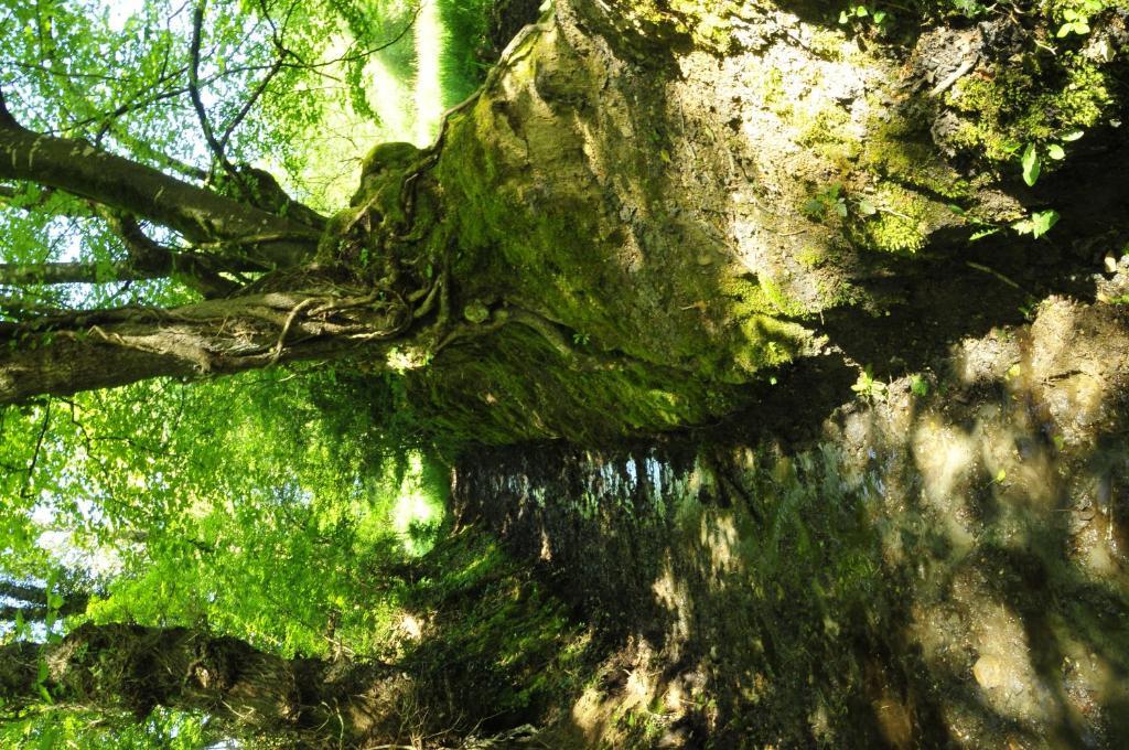 Chambre D'Hotes Au Vieux Moulin Clohars-Carnoët Δωμάτιο φωτογραφία